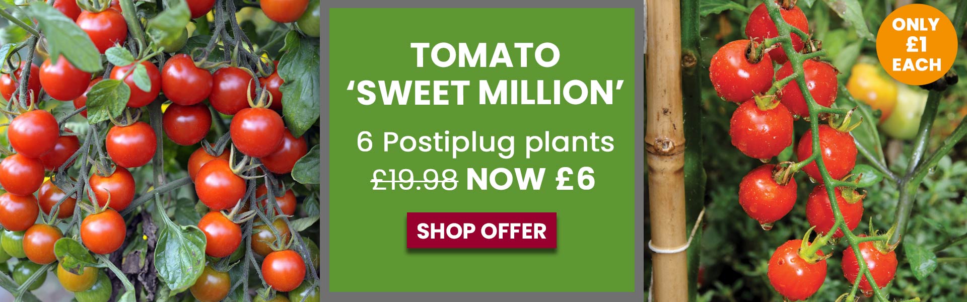 Tomato 'Sweet Million'