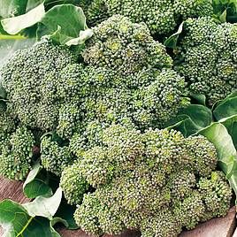 Broccoli - Waltham (Organic) Seeds