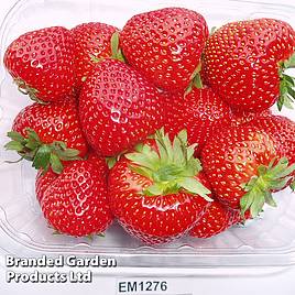 Strawberry Elegance (Mid Season)
