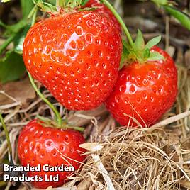 Strawberry Malwina (Late Season)