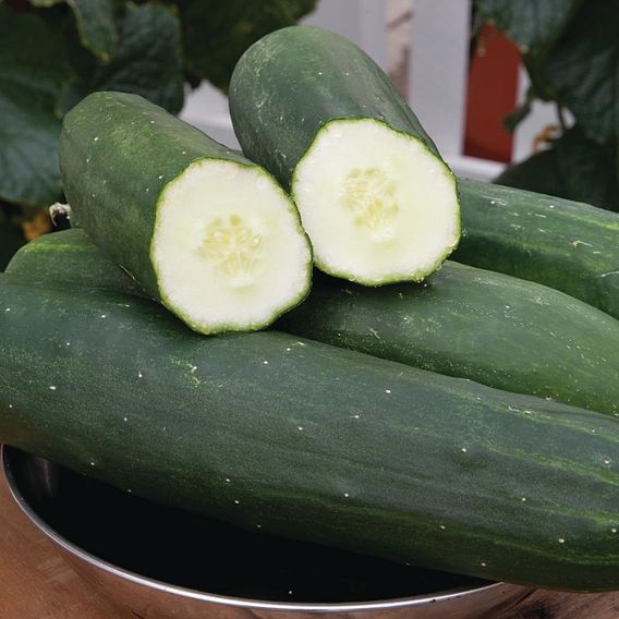 Cucumber 'Peticue'
