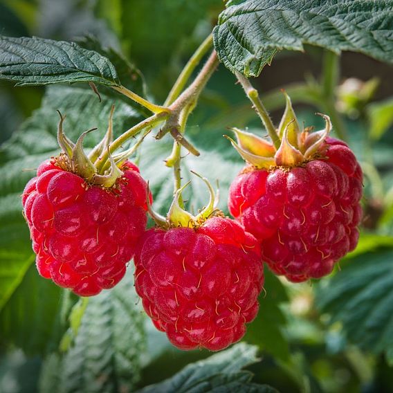 Raspberry 'Heritage' (Autumn fruiting)