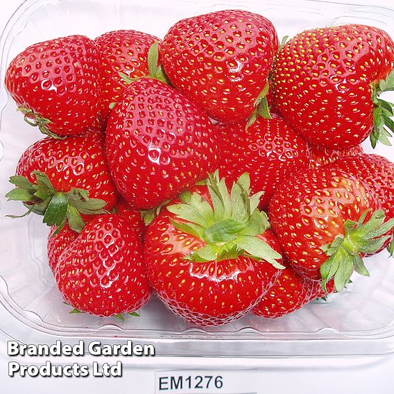 Strawberry 'Elegance' (Mid Season)