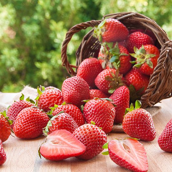 Strawberry 'Malling Centenary'