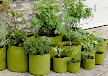 Pots & Planters