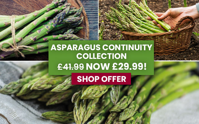 Asparagus Continuity Collection
