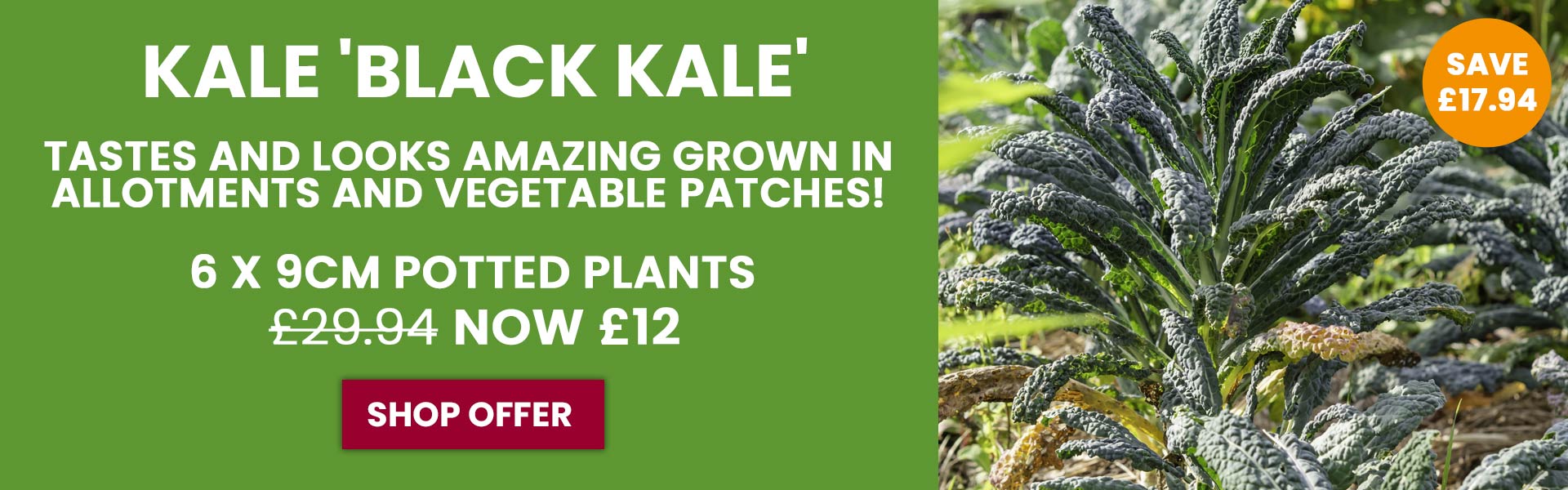 Kale 'Black Kale'