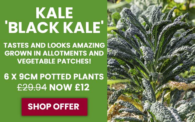 Kale 'Black Kale'