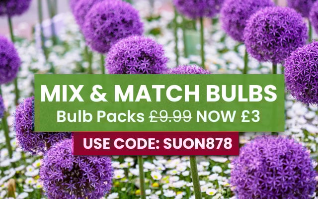 Bulb Mix and Match