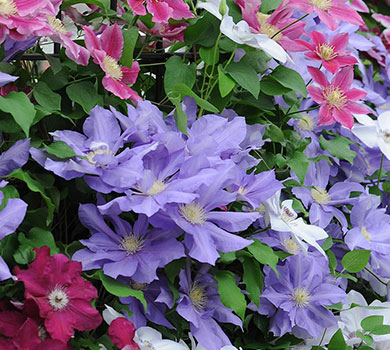 clematis-hydrangea-for-pdf