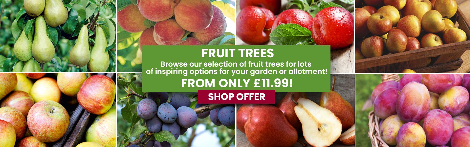 Fruit Trees