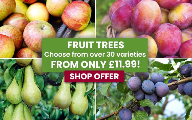 Fruit Trees