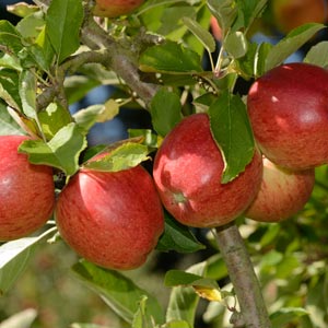 Fruit Trees