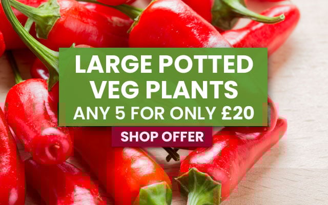 LARGE Vegetable Pick & Mix Offer