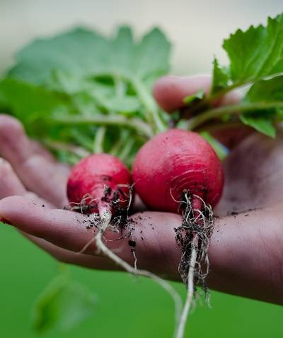 Why shop with The Organic Gardening Catalogue