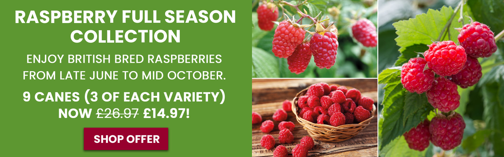 Raspberry Full Season Collection