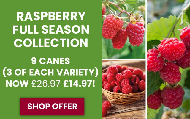 Raspberry Full Season Collection