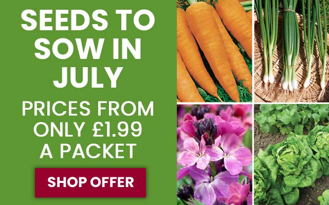 Seeds to Sow in July