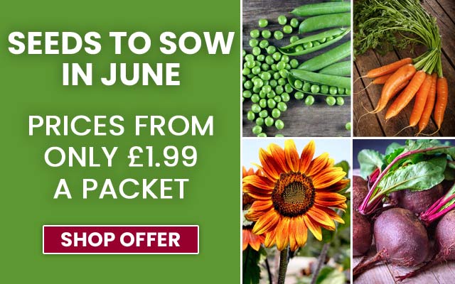 Seeds to Sow in June