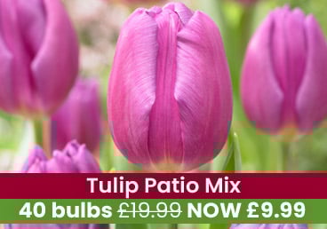 Deal Of The Week