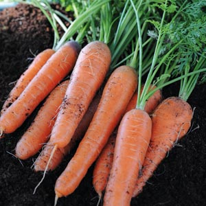 Vegetable Seeds