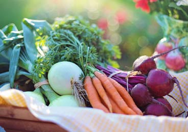 Vegetable Plants