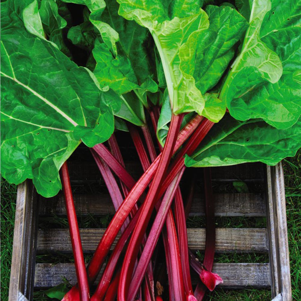 Rhubarb Rheum Canada Red, Fruit Plant