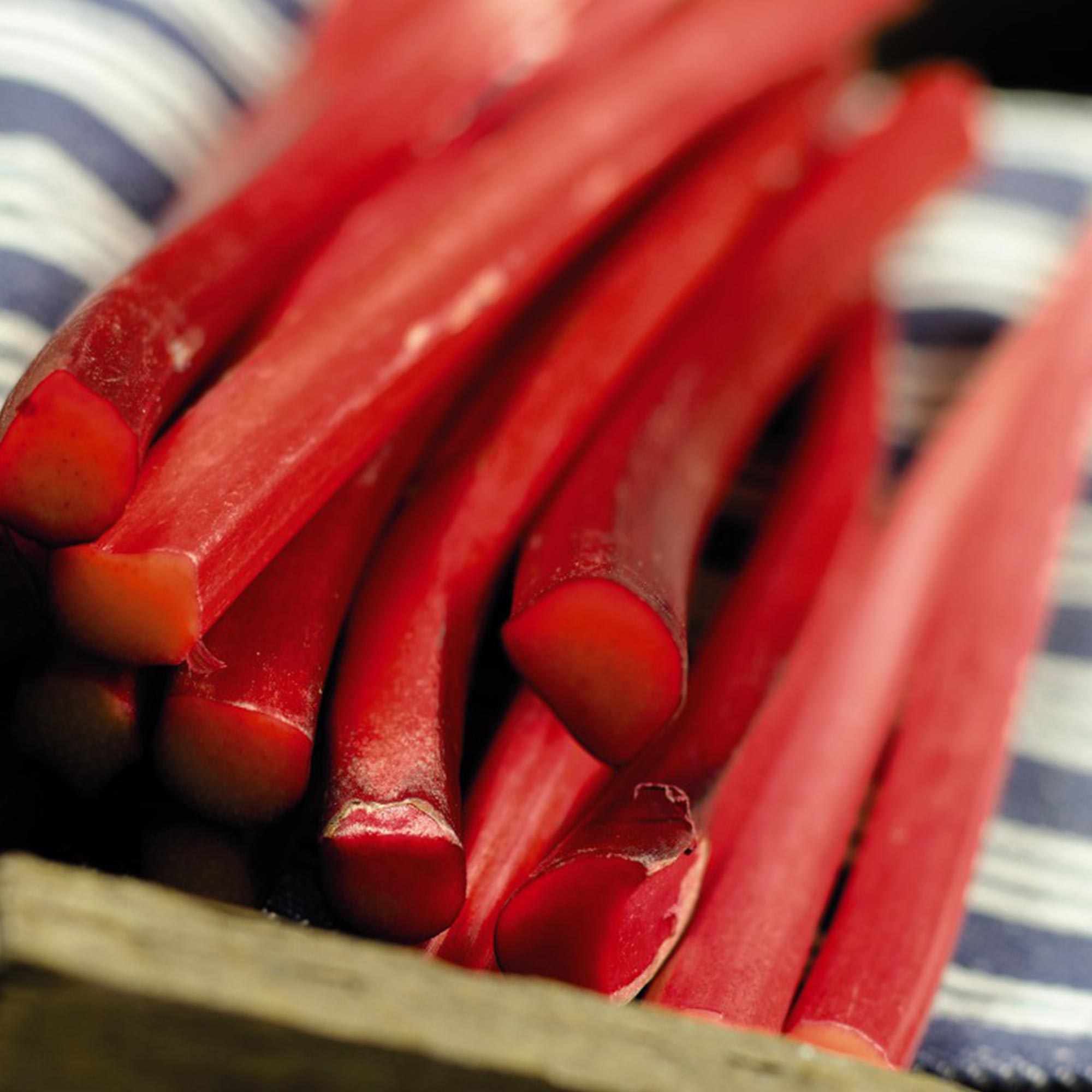 Buy Rhubarb (Rheum) Champagne