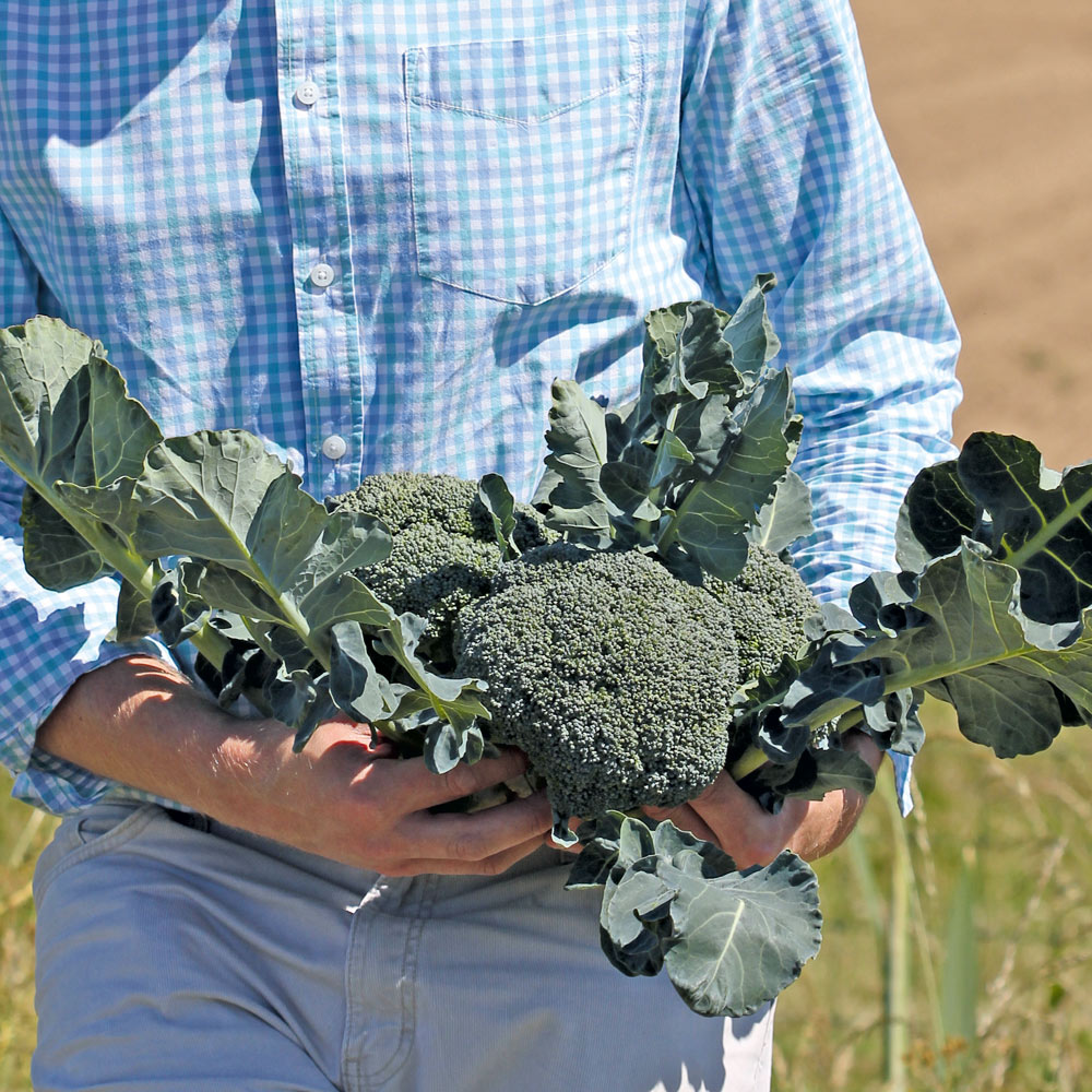 Broccoli Mr Fothergills 27323 Vegetable Seeds Autumn 0.3x7.5x14.5 cm Green Covina 