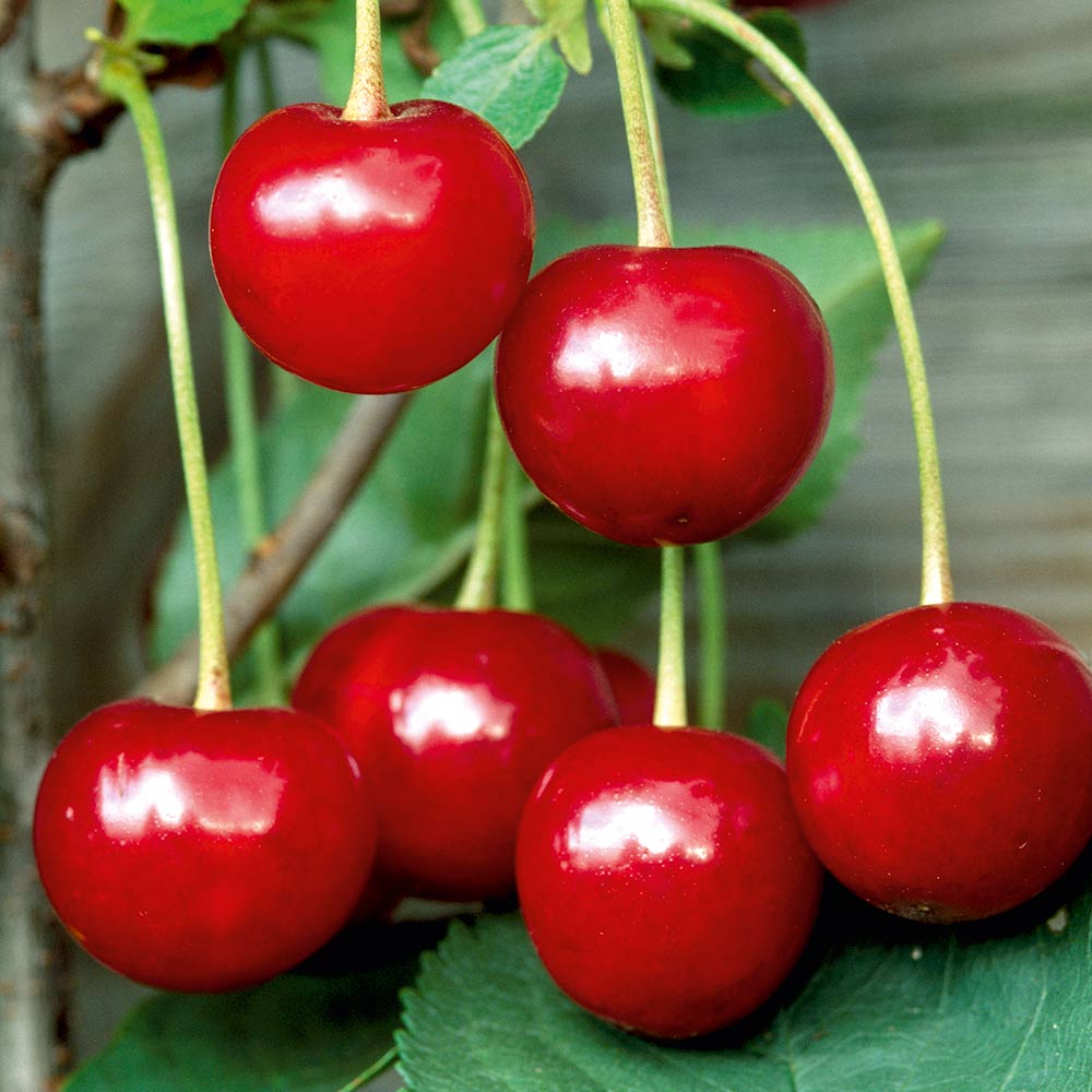 Cherry 'Crown Morello'