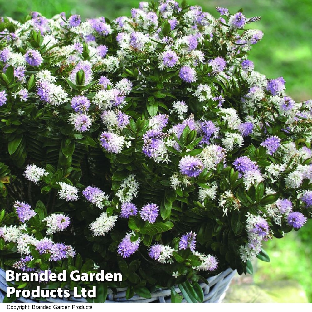 hebe Buy Hebe 'High Voltage' | Organic Gardening Catalogue
