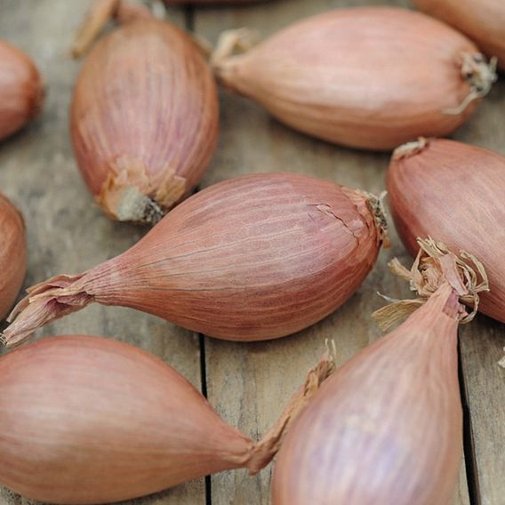 Long Shallots – Farmford & Co