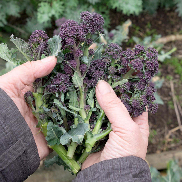 Purple sprouting broccoli plants care