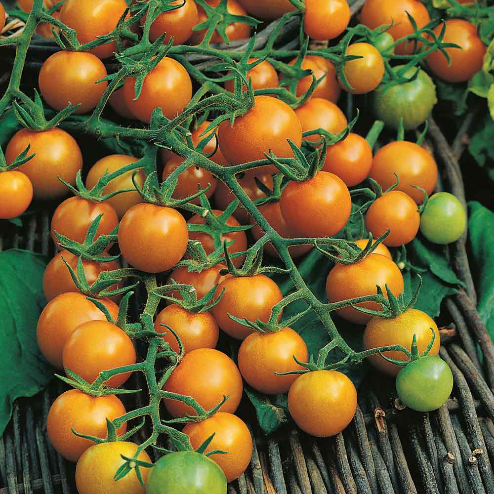 Buy Tomato 'Sungold' | Organic Gardening Catalogue