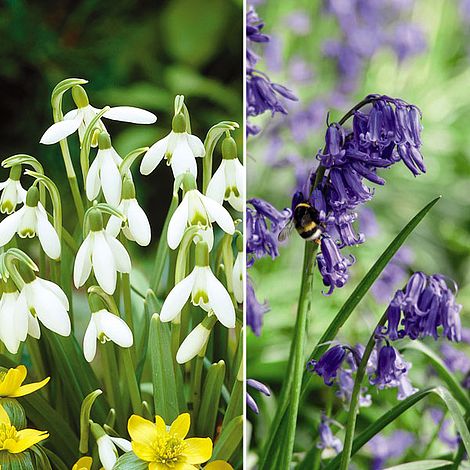 Woodland Garden Bulb Duo