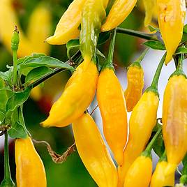 Pepper (Chilli)  Hot Lemon Plant