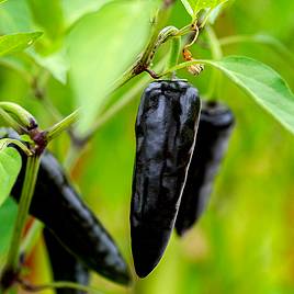Pepper (Chilli) Hungarian Black Plant