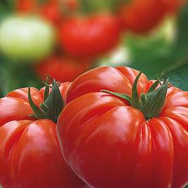 Tomato Buffalo Steak (Grafted)