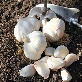 Garlic Carcassonne Wight (Spring/Autumn Planting)