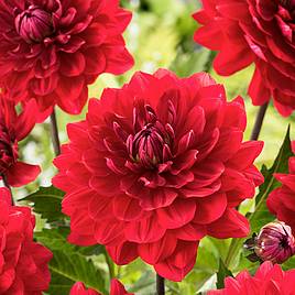 Dahlia Karma Amora