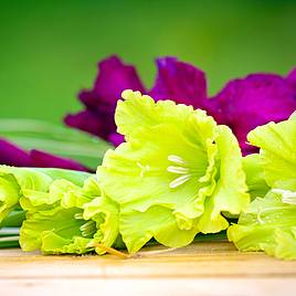 Gladiolus Green Star