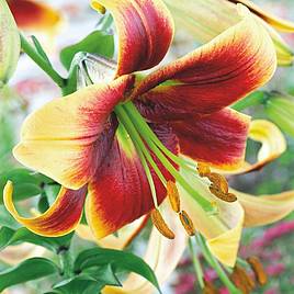 Tree Lily Debby