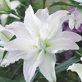 Tree Lily Picasso