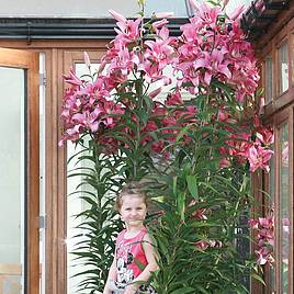 Tree Lily Pink Explosion