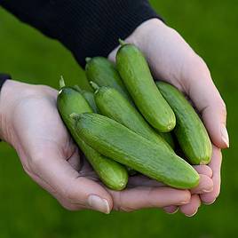 Cucumber Baby Rocky