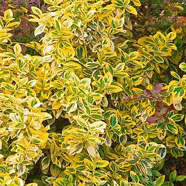 Euonymus fortunei Emerald n Gold
