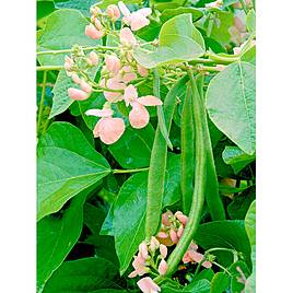 Runner Bean Runner Sunset - Seeds