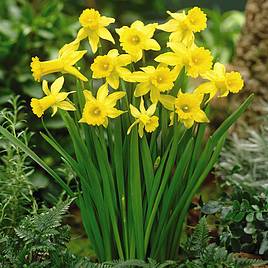 Narcissus Peeping Tom