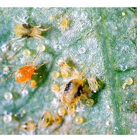 Spider Mite Killer