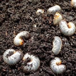 Chafer Grub Killer